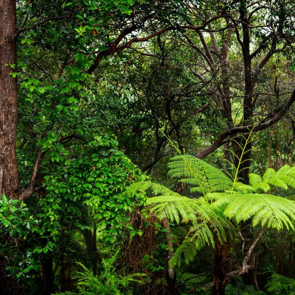 La voie de l'individuation par la nature, l'art, le corps, la voix et les rituels avec Marguerite Lalèyê - Espace Oshoun