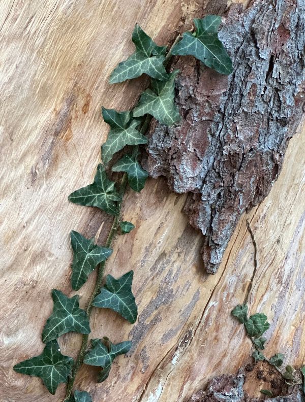 Détail d'un tronc d'arbre ancien, l'écorce partiellement manquante laisse apparaître la force du bois, tandis que du lierre aux feuilles multiples grimpe et relie les parties entre elles.