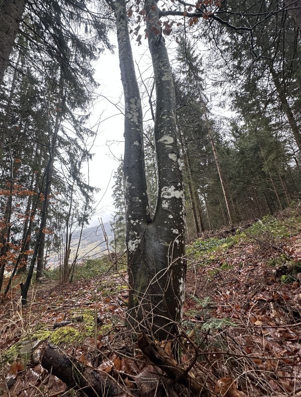 Photo d'un arbre majestueux dont le tronc se sépare en deux branches distinctes s'élevant vers le ciel, symbolisant l'union et l'individualité dans le couple.