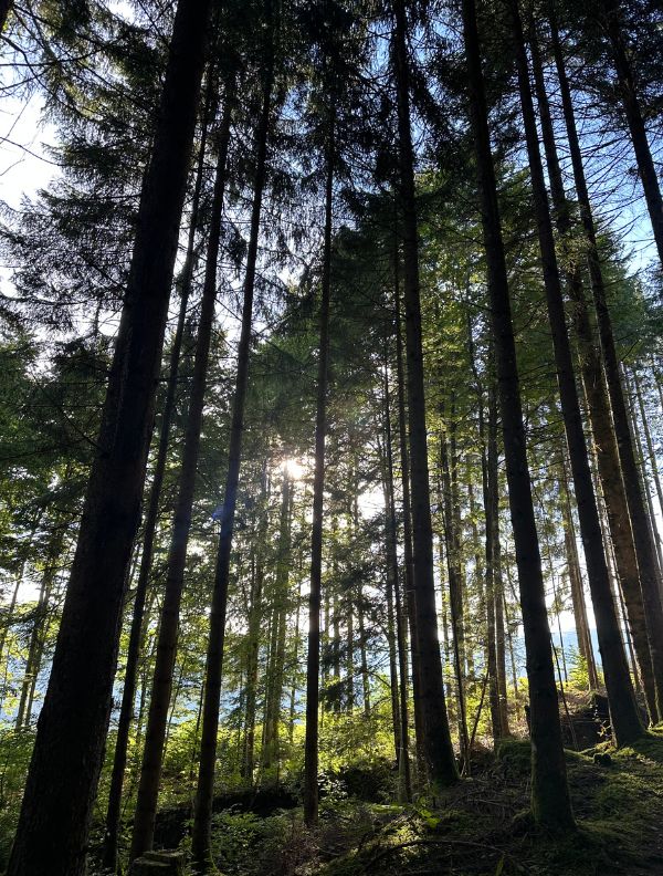 Vue immersive d'une forêt dense où de nombreux arbres de différentes tailles cohabitent, créant un écosystème puissant et harmonieux.