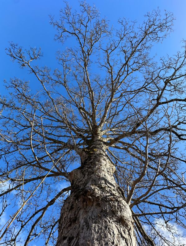 Photographie en contre-plongée d'un arbre solitaire, ses branches se déployant largement vers l'immensité du ciel bleu, symbolisant l'épanouissement personnel.