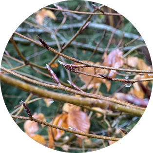 Être soi à l'Espace Oshoun, chemin d'individuation et de souveraineté, Marguerite Lalèyê soins vibratoires, métamorphose et authenticité, lieu inédit de guérison et de création, présence de l'ancêtre.