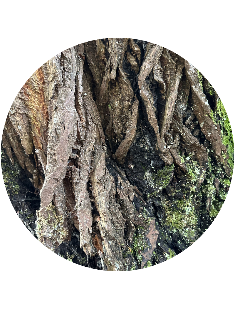 Mère Nature photo méditative forêt, présence ancestrale et lien à la terre, Marguerite Lalèyê artiste et reine, verticalité des arbres et souveraineté, guérison par la nature et le vivant.