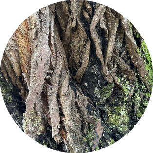 Mère Nature photo méditative forêt, présence ancestrale et lien à la terre, Marguerite Lalèyê artiste et reine, verticalité des arbres et souveraineté, guérison par la nature et le vivant.