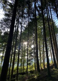 L'alchimie de l'ombre et de la lumière