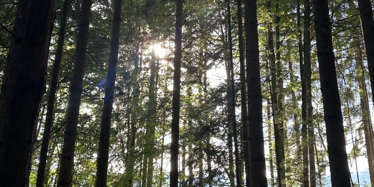 Photographie panoramique de la forêt de Plan-Fayon montrant une multitude de troncs de sapins sombres et verticaux. Le soleil perce à travers le feuillage dense en arrière-plan, créant des éclats de lumière blanche et dorée qui illuminent la pénombre des sous-bois.
