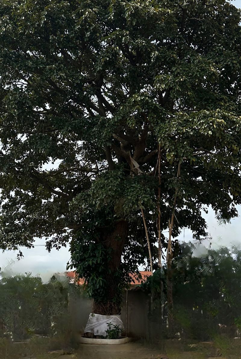Photographie d'un iroko majestueux et massif à Ouidah, dont le tronc est entouré à sa base d'un tissu blanc rituel. L'arbre, aux branches denses et verdoyantes, s'élève devant une petite construction au toit rouge.