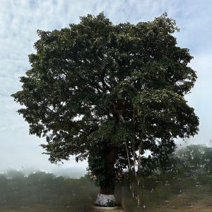 Soins souverain Marguerite Laleye